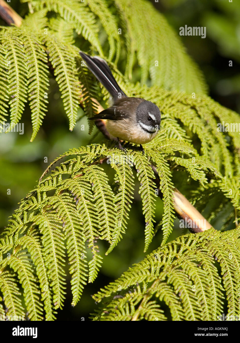 Pfauentaube Vogel Rhipidura Fuliginosa thront auf einem silbernen Farn Baum Wedel in Neuseeland Stockfoto