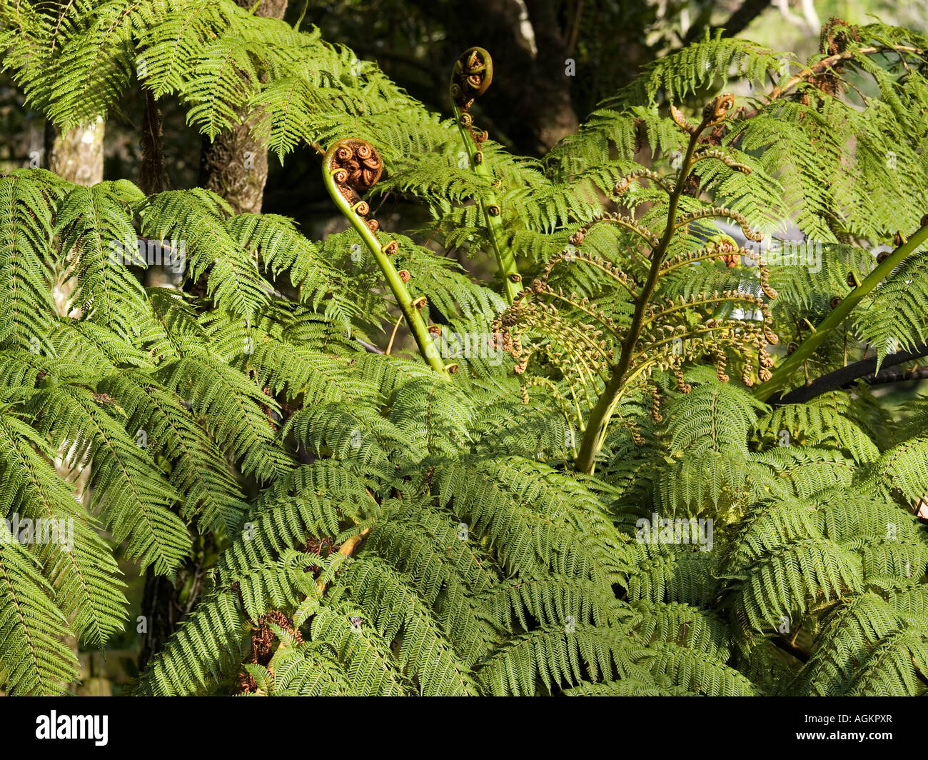 Silber BAUM FARN oder Ponga Cyathea dealbata Neuseeland Stockfotografie -  Alamy