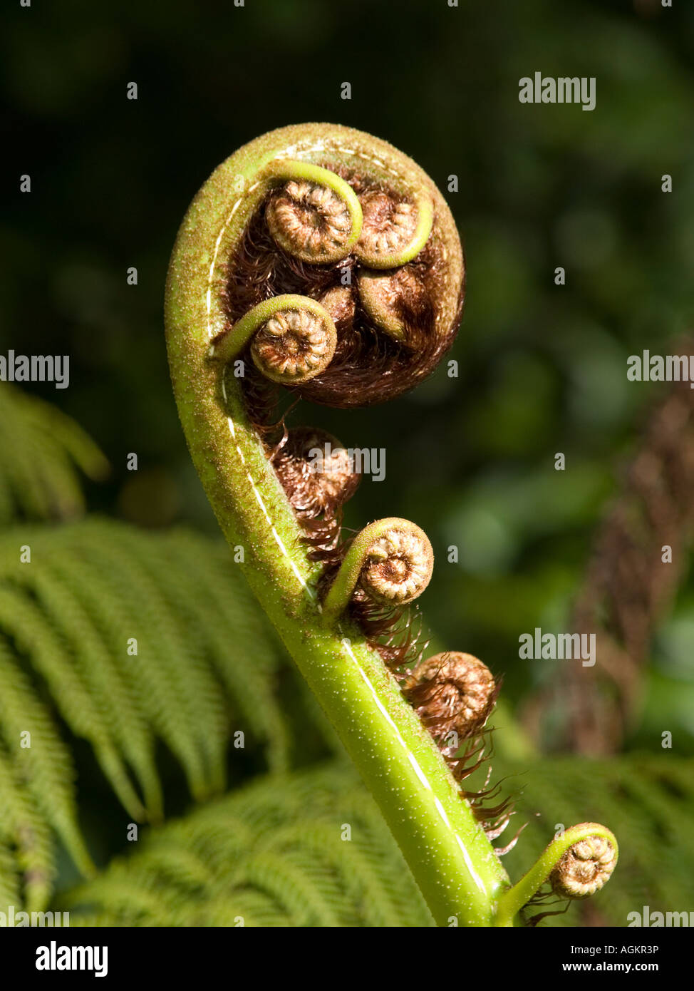 Uncurling Ponga Baum Koru oder silbernen Farn Wedel Knospe Cyathea dealbata Stockfoto