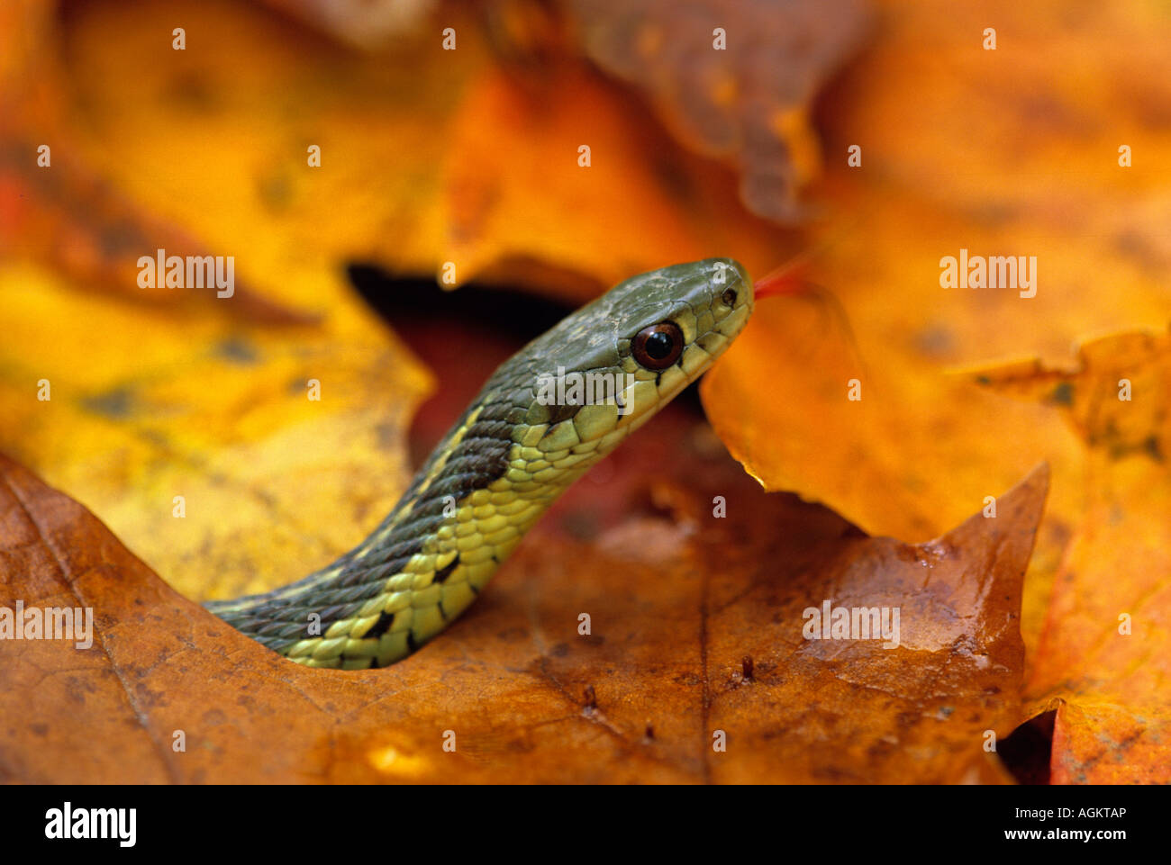 Nahaufnahme der Strumpfband-Schlange im Herbst mit Zunge heraus. Stockfoto