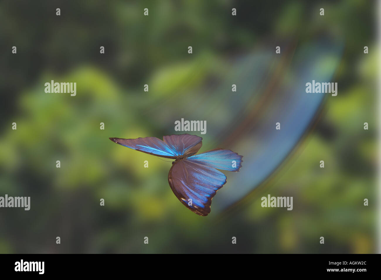 BUTTERFLY BLUE MORPHO Morpho sp Stockfoto