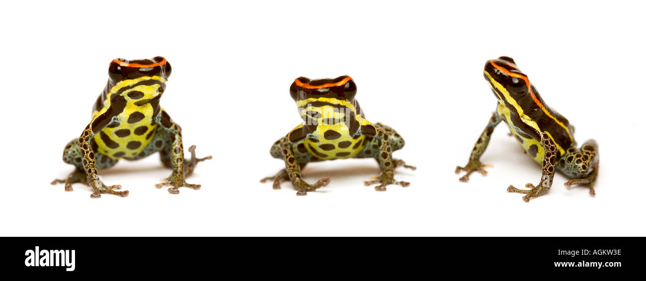 POISON DART FROG Dendrobates Duellmani "Gruppe drei" Stockfoto