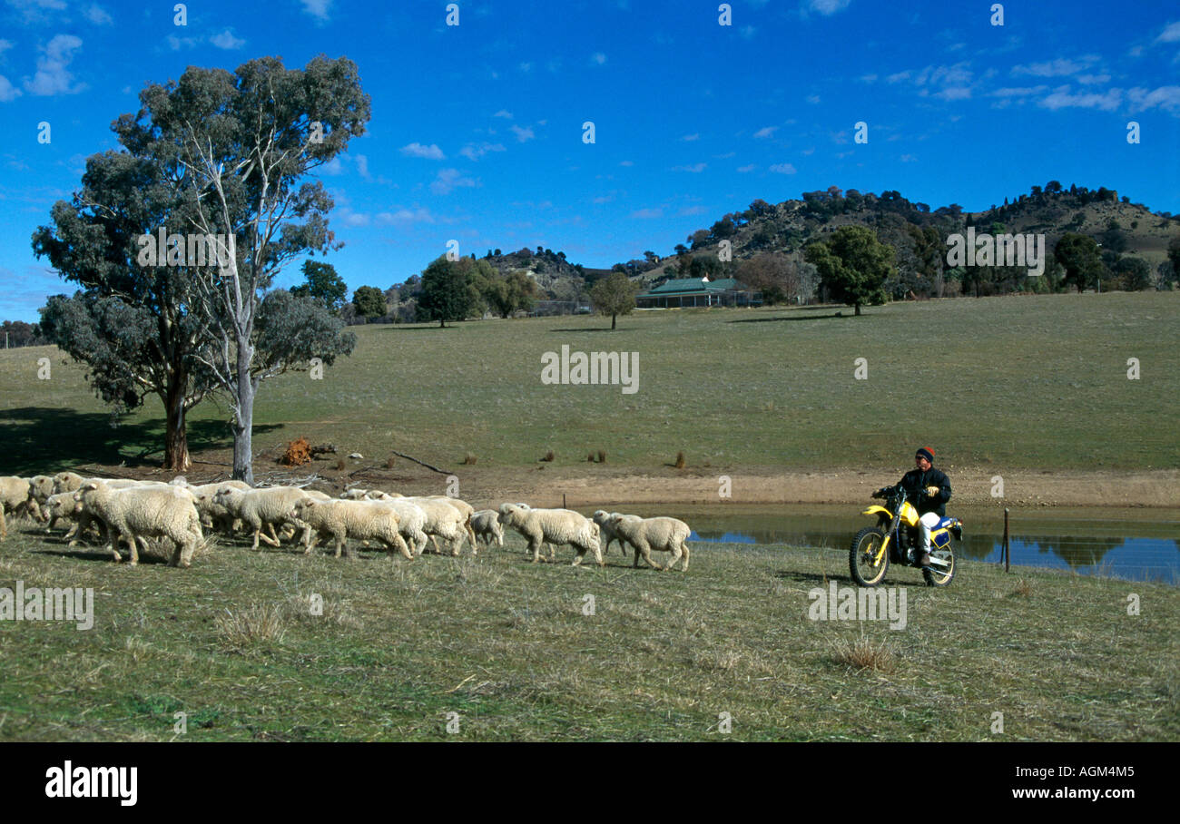 Cowra neue South Wales Australien Landwirt auf Motorrad Aufrundung Schafe auf Homestead Stockfoto