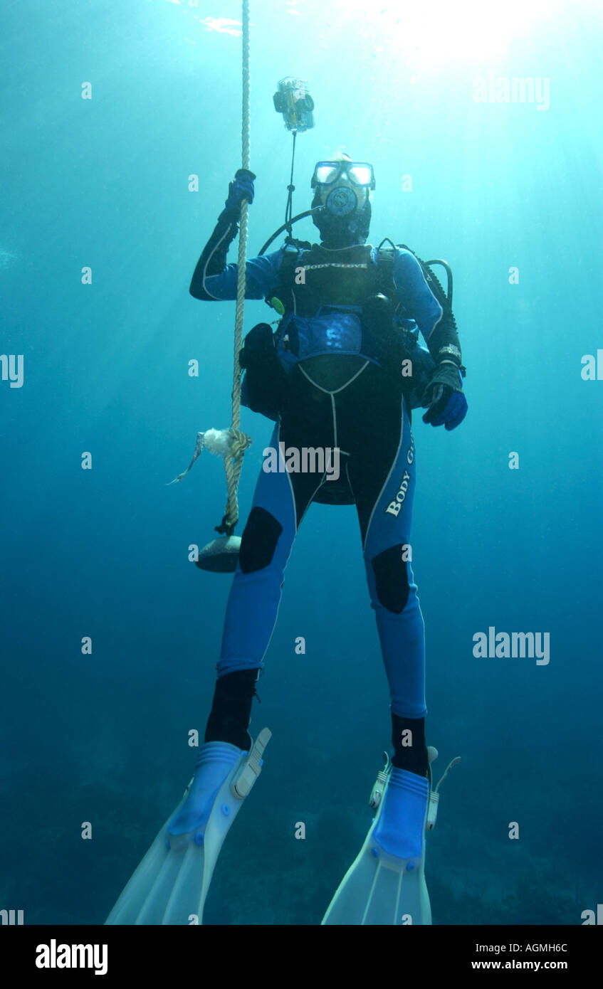 Taucherin tun Sicherheitsstopp bei reichen s gut Divesite Bahamas Stockfoto