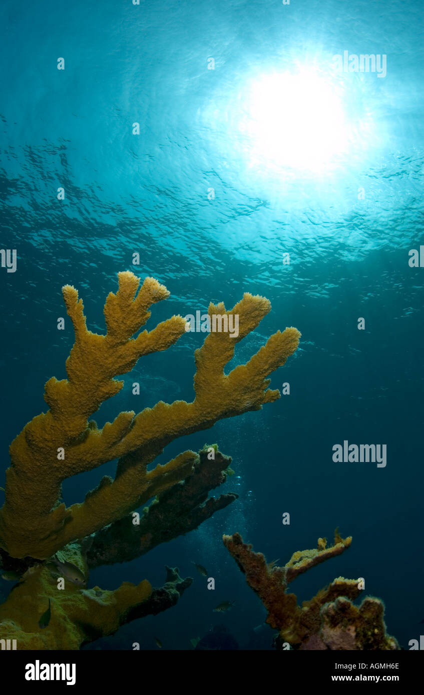 Elkhorn Koralle mit Sonnenflecken Hund Cay Divesite Cay Sal Bank Bahamas-Inseln Stockfoto