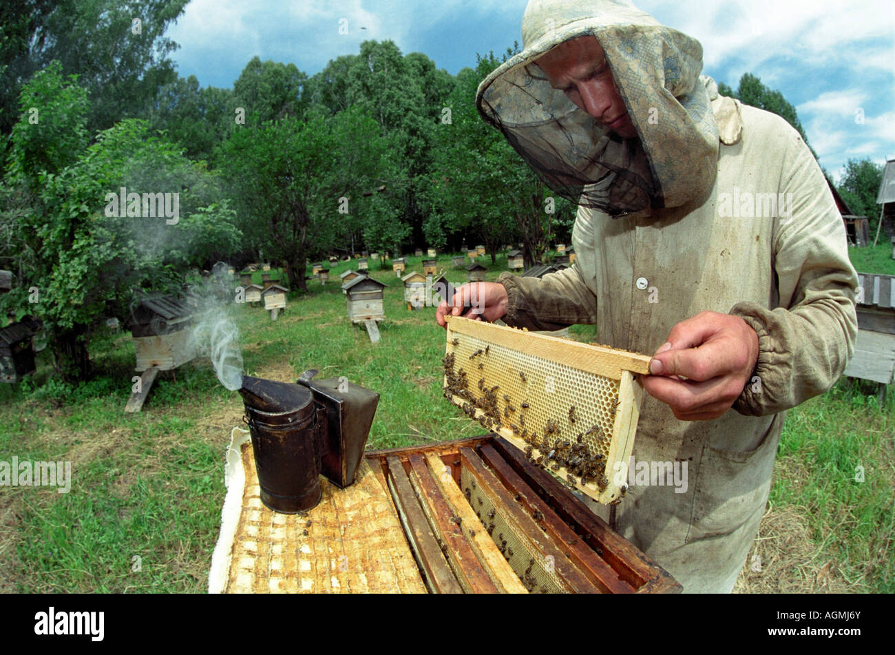 Imker untersucht einen Rahmen aus geöffneten Bienenstock mit einem Raucher zur Beruhigung der Bienen und einem Schaber Stockfoto