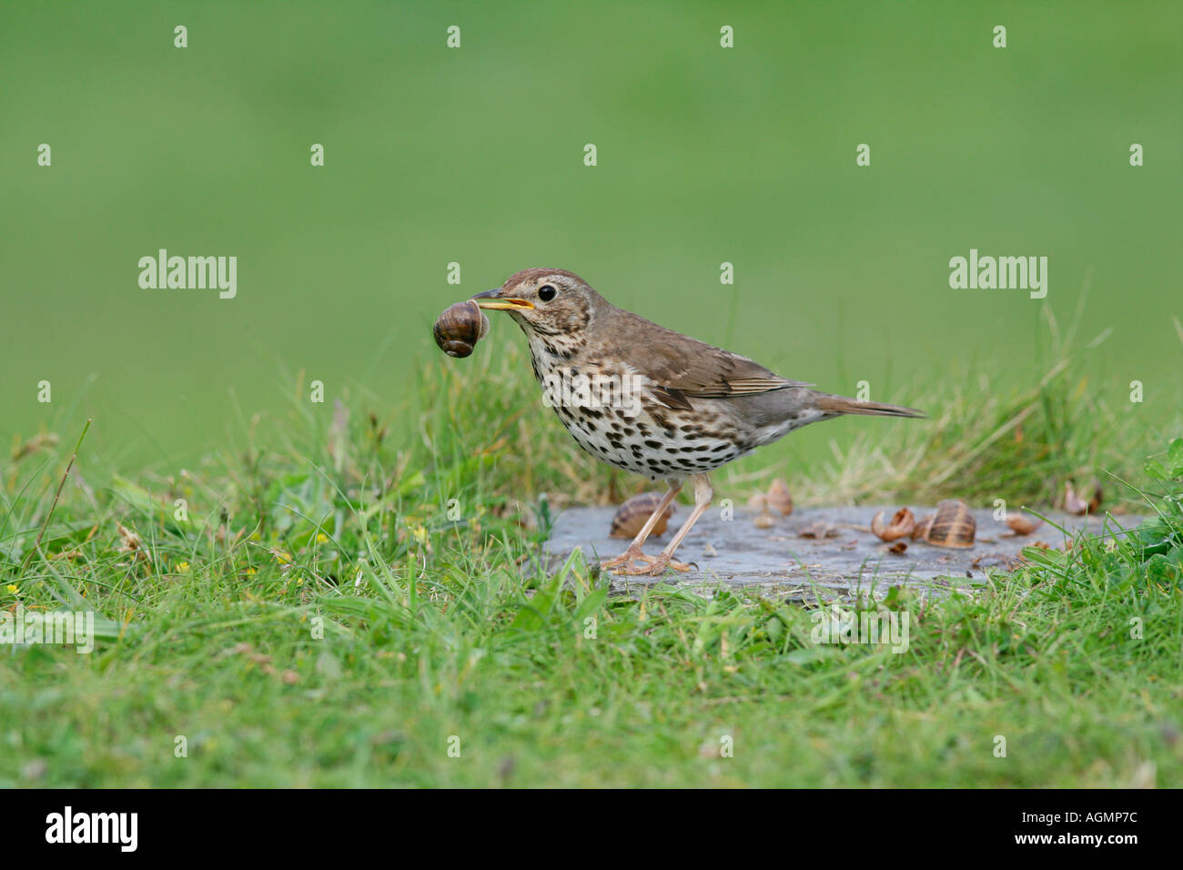 SINGDROSSEL TURDUS PHILOMELOS MIT SCHNECKE AM AMBOSS STEIN KANN UK Stockfoto