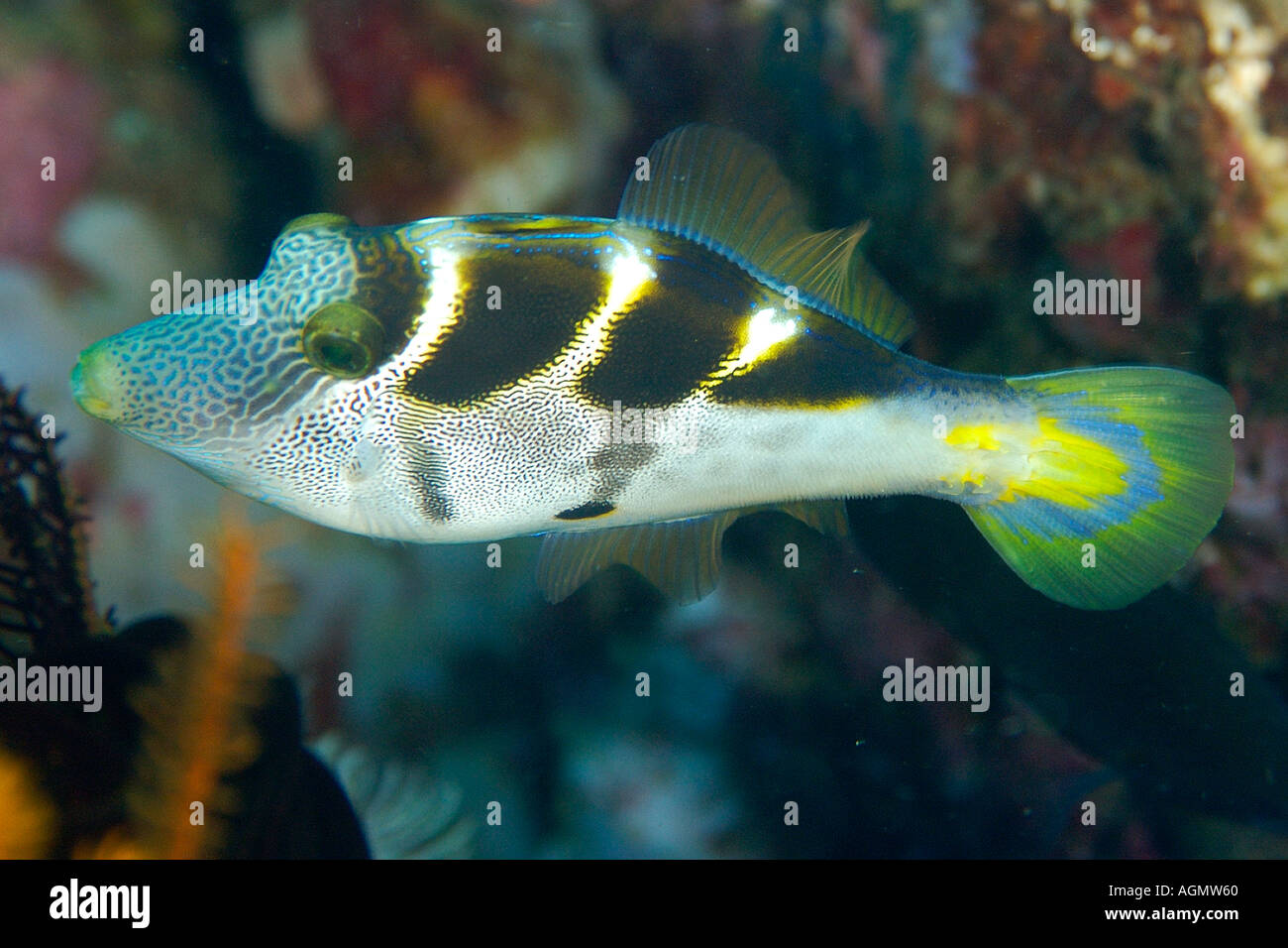 Mimischen Feilenfisch Paraluteres Prionurus imitiert schwarzen gesattelte Toby Dungan Wand Puerto Galera Mindoro Philippinen Stockfoto