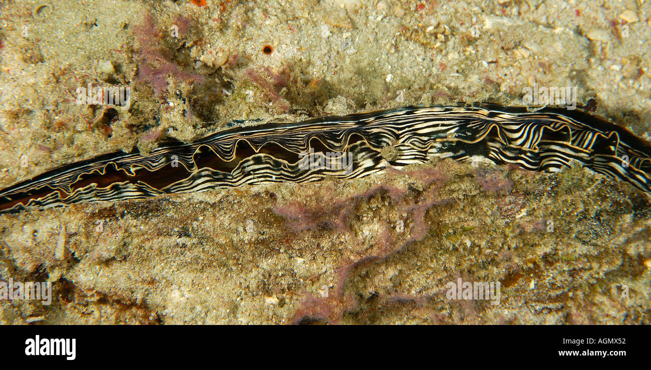 Nicht identifizierte Muschel Small La Laguna Puerto Galera Mindoro Philippinen Stockfoto