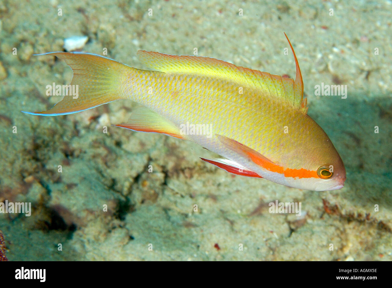 Threadfin Anthias Pseudanthias Huchti männlichen Small La Laguna Puerto Galera Mindoro Philippinen Stockfoto