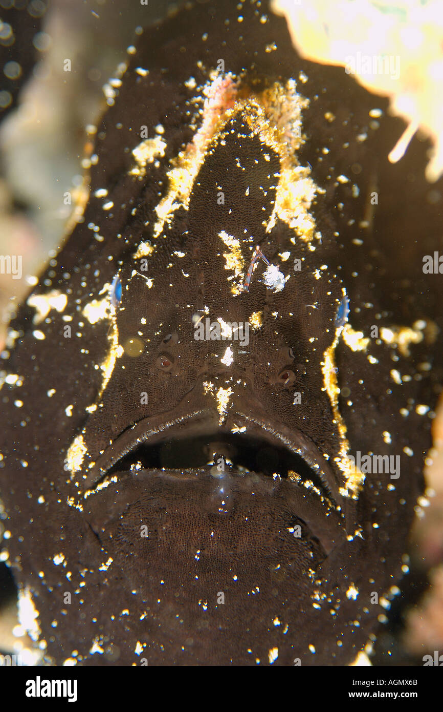 Riesen Anglerfisch Antennarius Commersoni schwarze Phase Leiter detail Puerto Galera Mindoro Philippinen Stockfoto