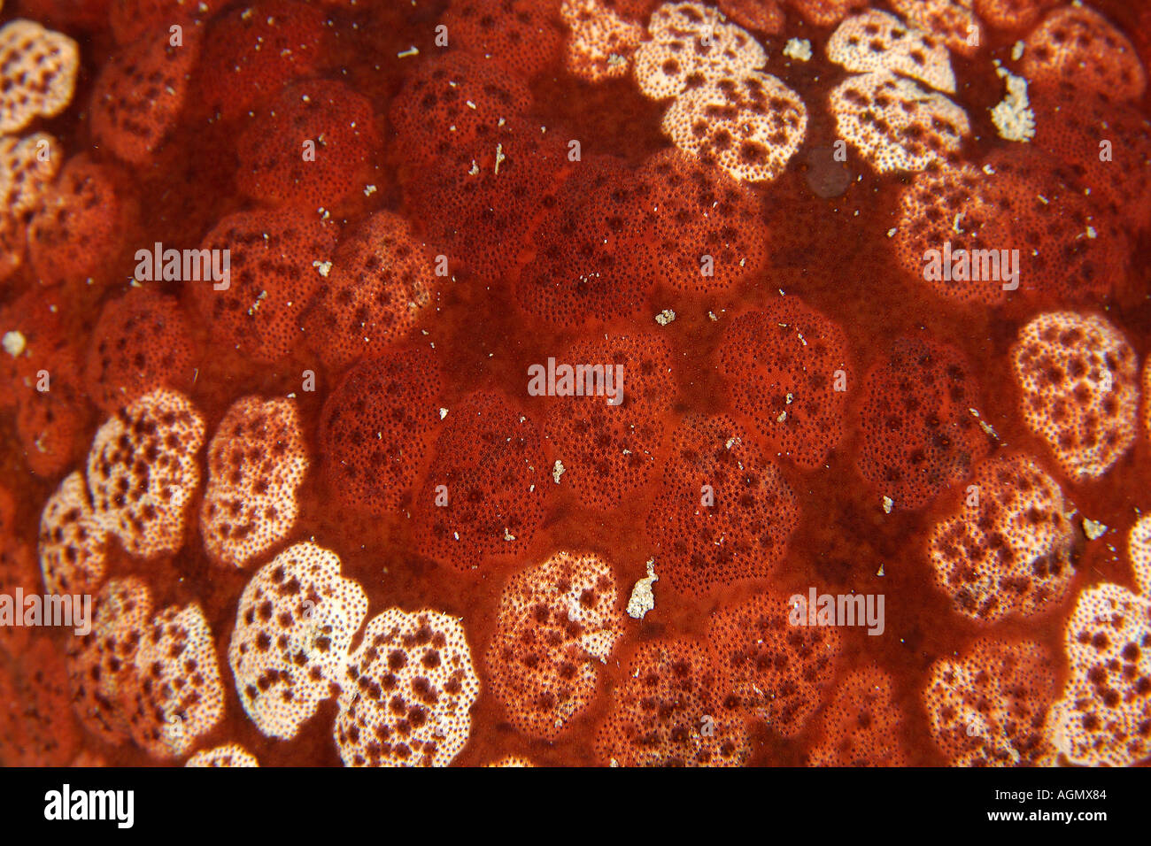 Kissen Sterne Culcita Novaguineae Haut Textur Small La Laguna Puerto Galera Mindoro Philippinen Stockfoto