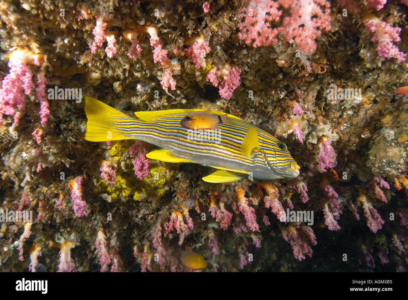 Multifunktionsleiste Süßlippen Plectorhinchus Polytaenia schwimmt neben Weichkorallen in Höhle Puerto Galera Mindoro Philippinen Stockfoto