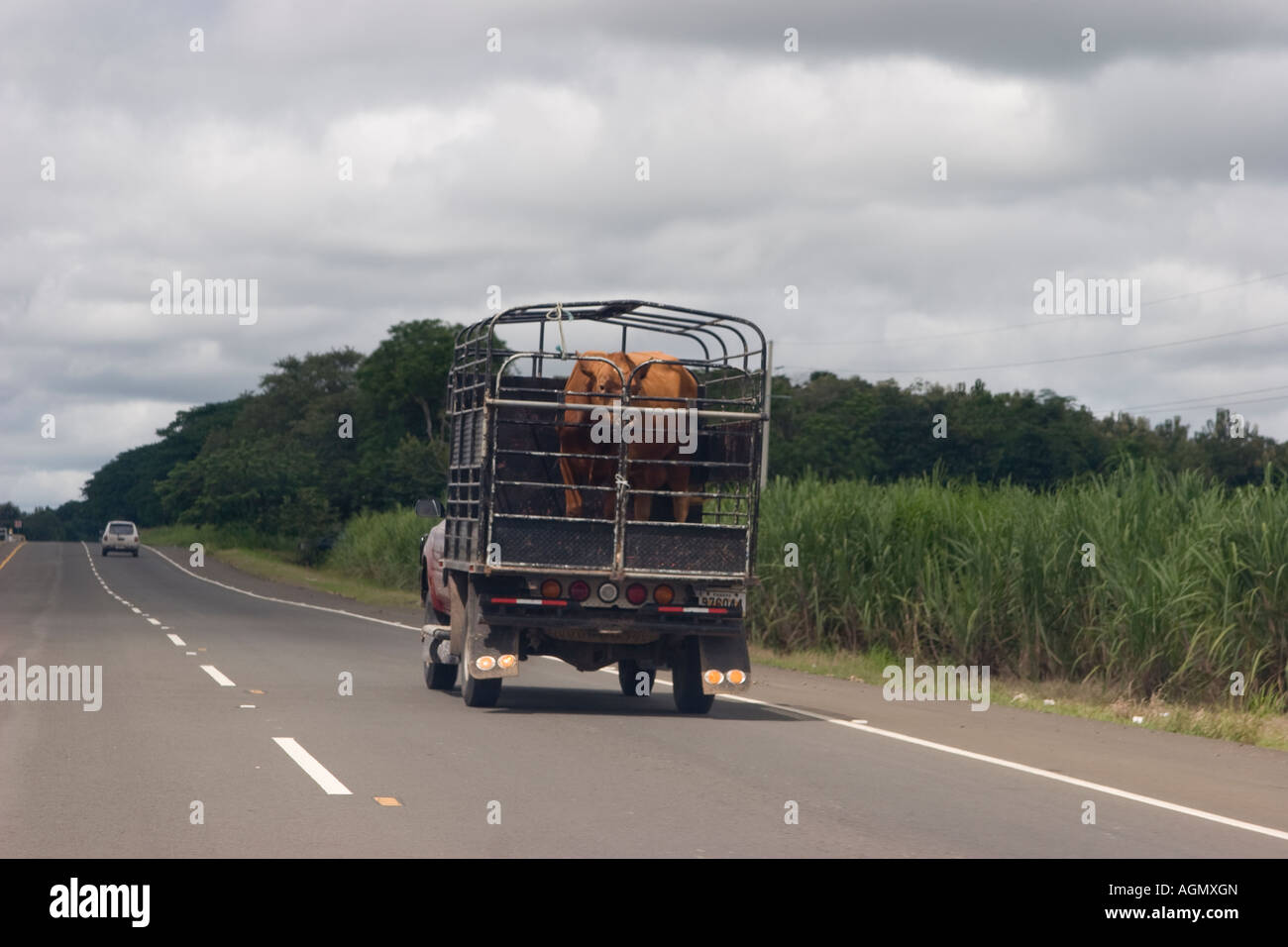 Eine angeschlagene Pick up Truck trägt eine junge Kuh Pan American Highway Aguadulce Cocle Panama in Mittelamerika Stockfoto