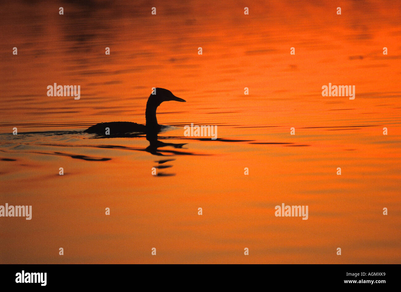 Great crested Grebe Silhouette bei Sonnenuntergang Stockfoto