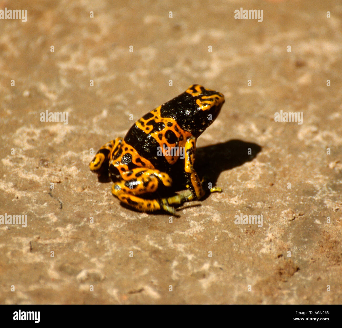 Poison arrow Frog (Dendrobates leucomelas), Canaima, zentrale Venezuela Stockfoto