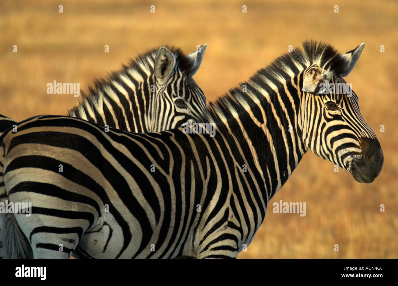 Burchells Zebra Stockfoto