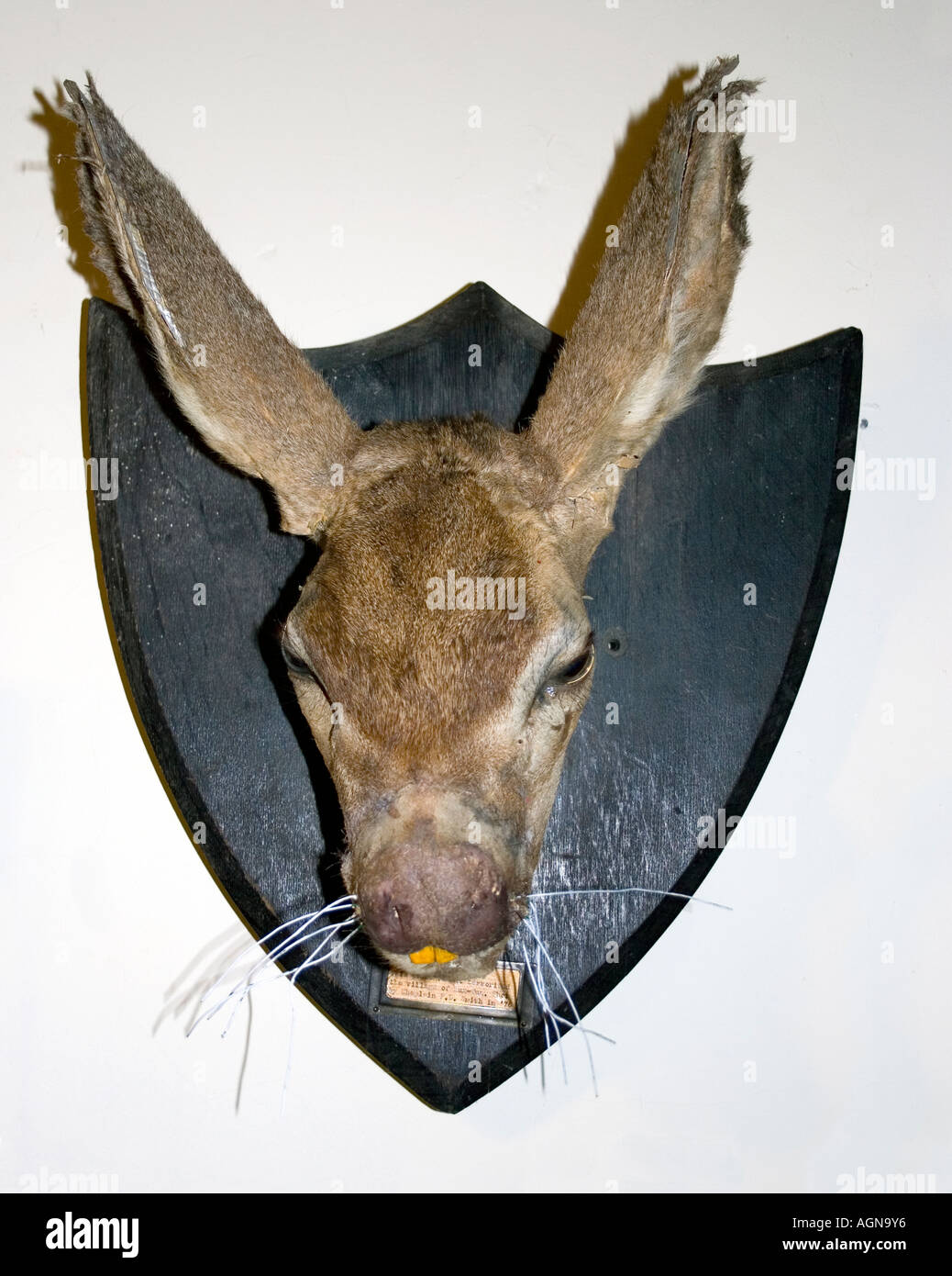 Teufelskreis Jack Rabbit am amerikanischen Dime Museum in Baltimore Maryland Stockfoto