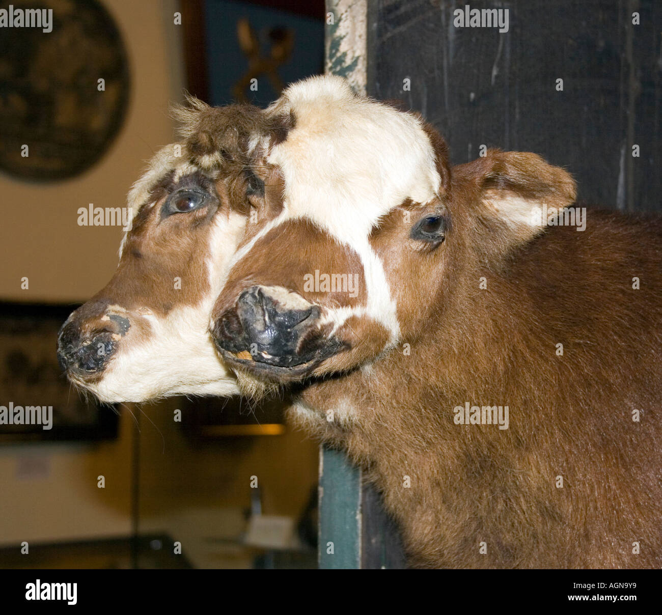 Zwei unter der Leitung Kuh am amerikanischen Dime Museum in Baltimore Maryland Stockfoto