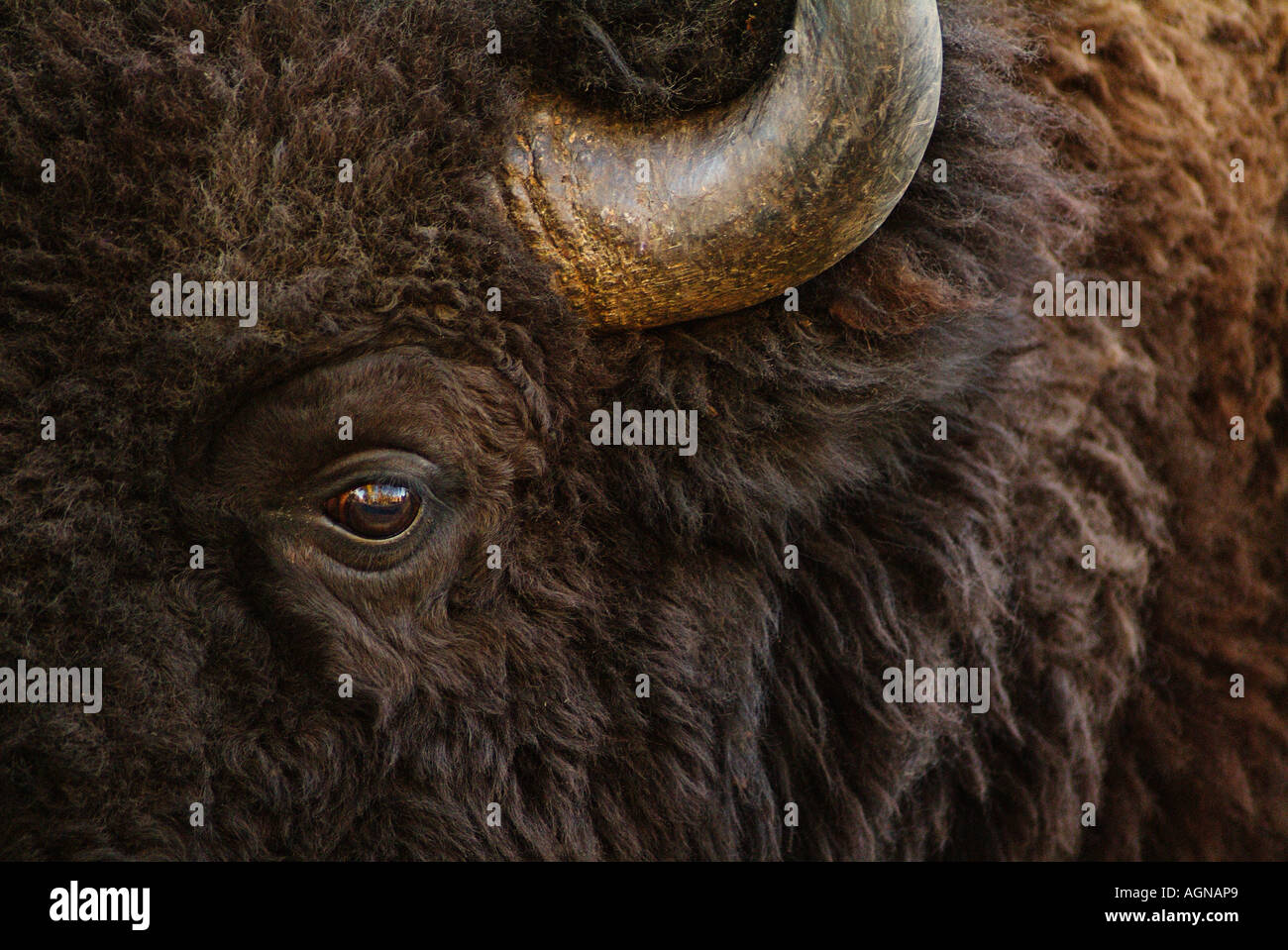 Amerikanischer Bison oder Büffel Stockfoto