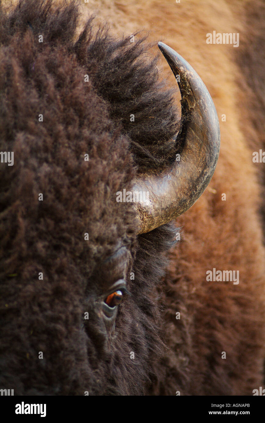 Amerikanischer Bison oder Büffel Stockfoto