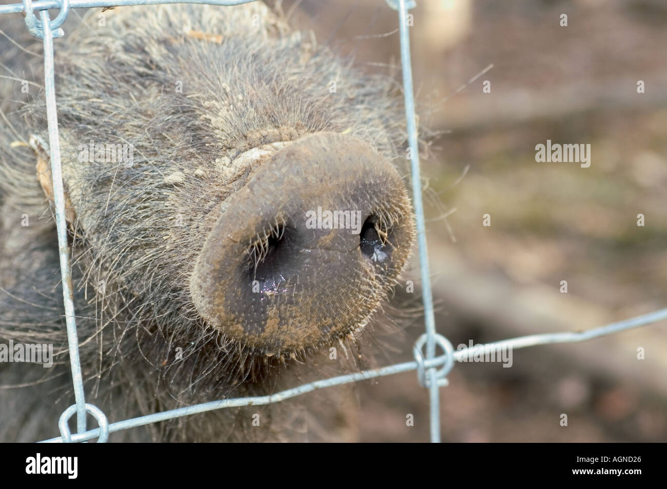 Schnauze des Wildschweins Stockfoto