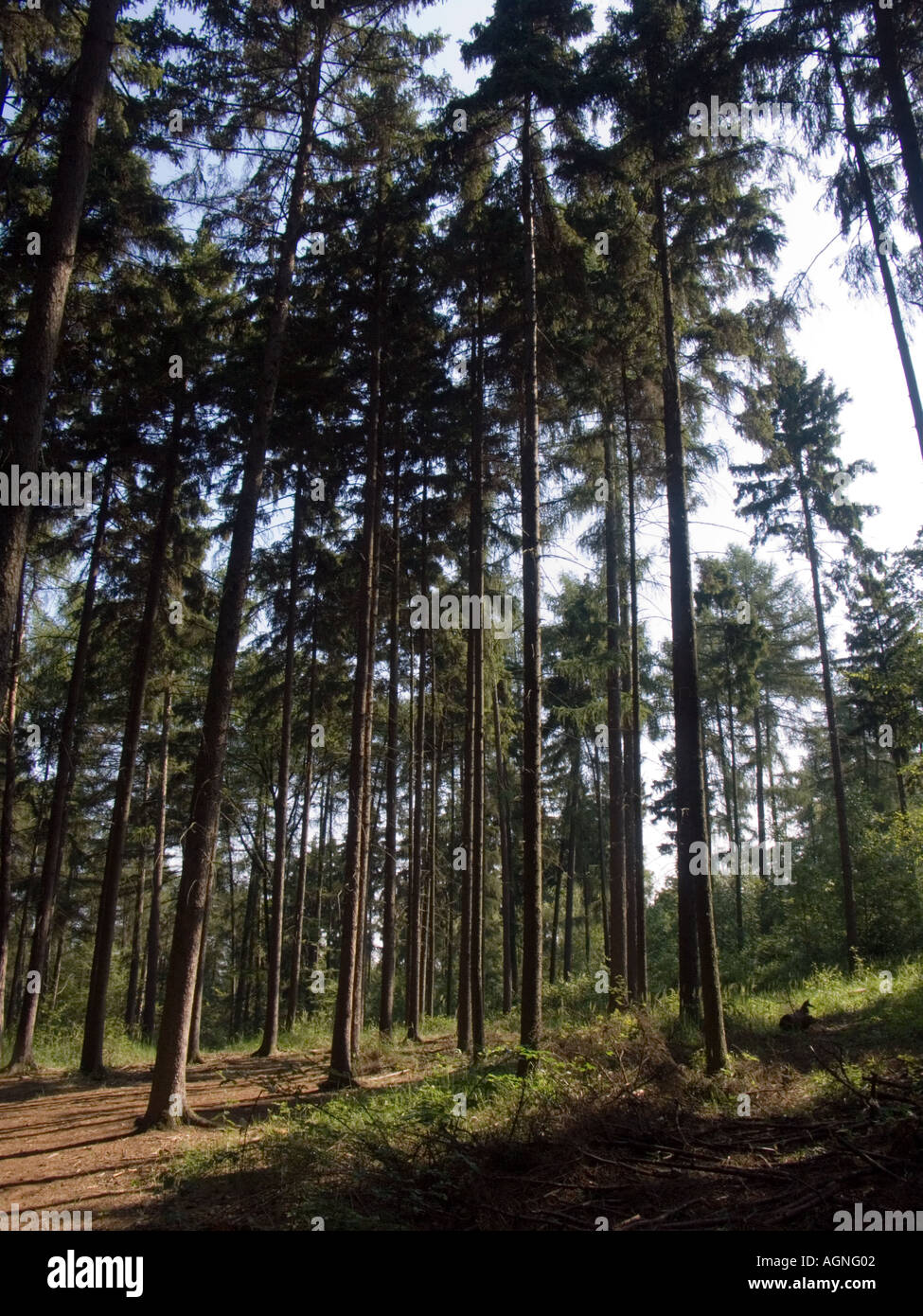 Pinienwälder in Prag Stockfoto