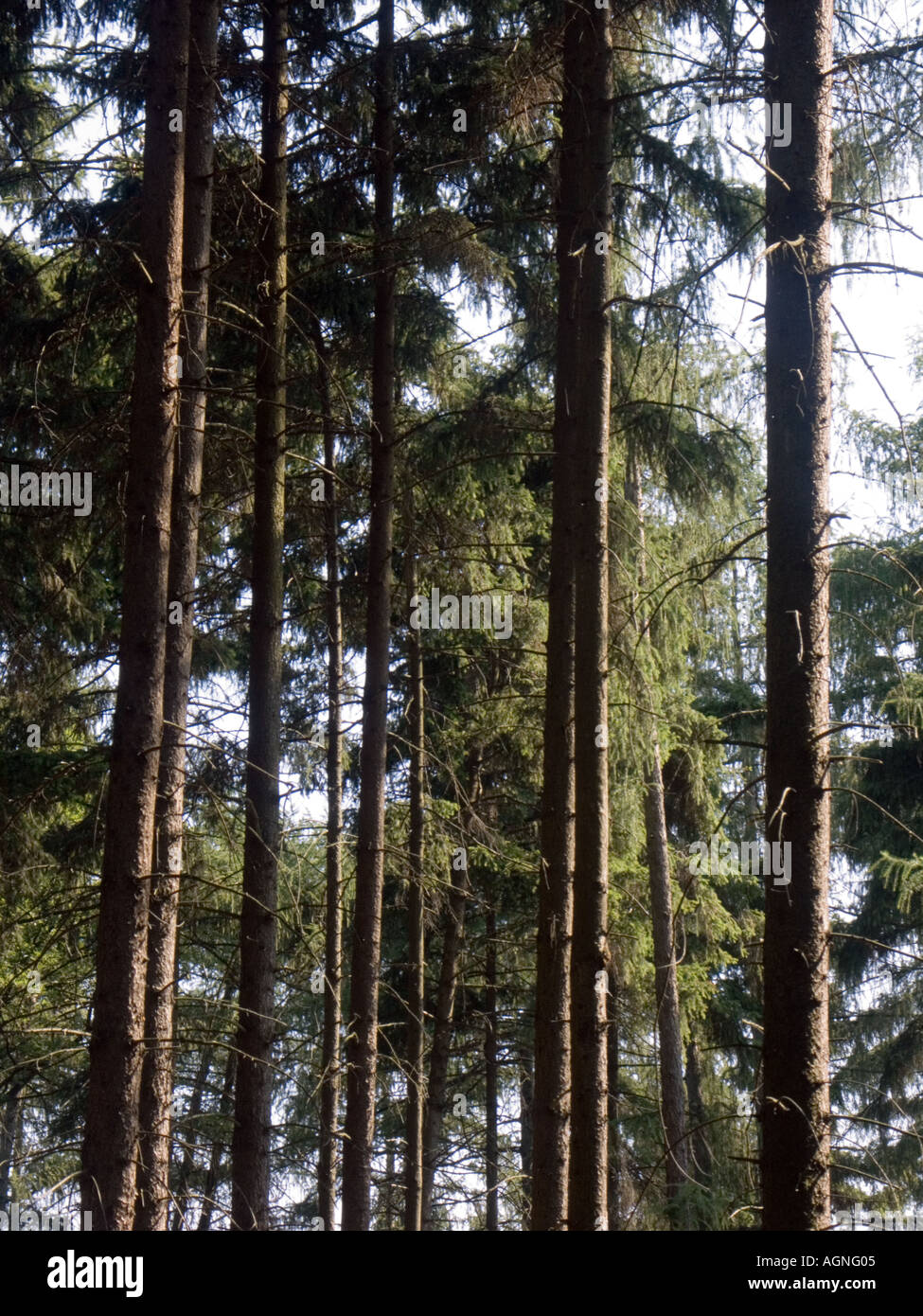 Pinienwälder in Prag Stockfoto