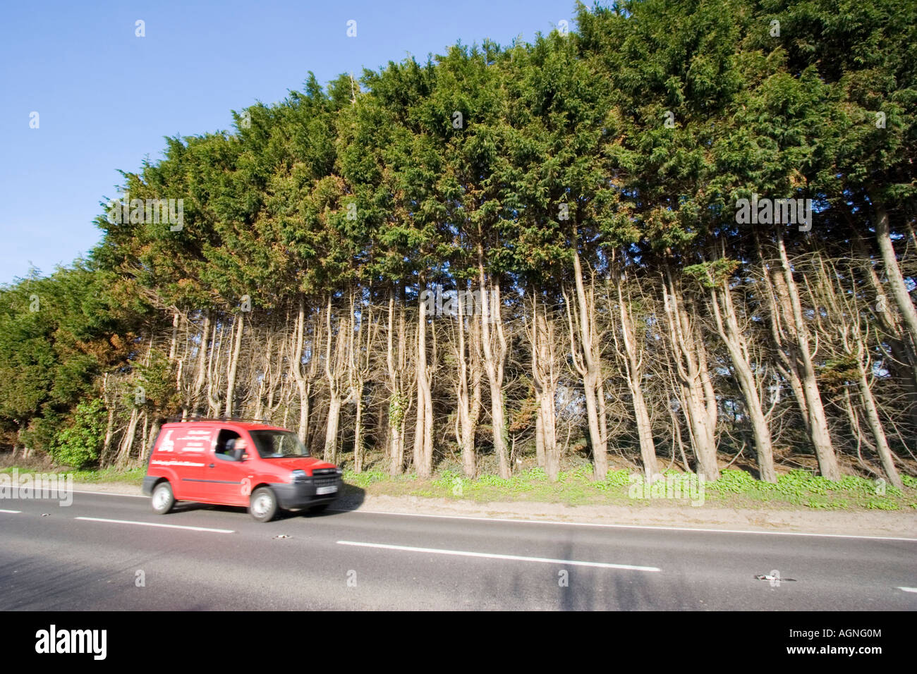 Monster high Leylandii Hecke auf einer Straße-Grenze Stockfoto