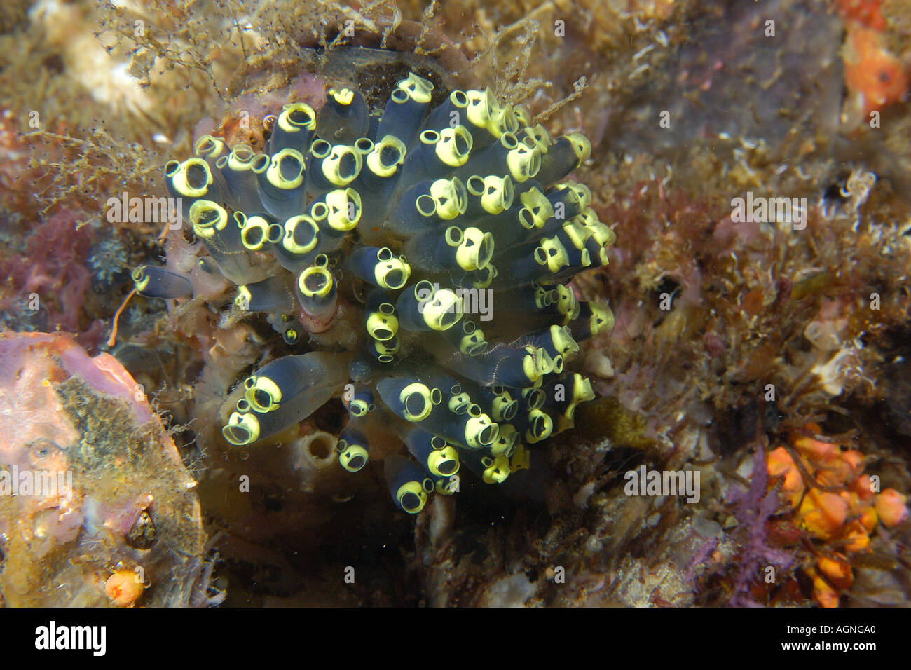 Ascidian Kolonie Clavelina Robusta Gato Island Cebu Philippinen Stockfoto