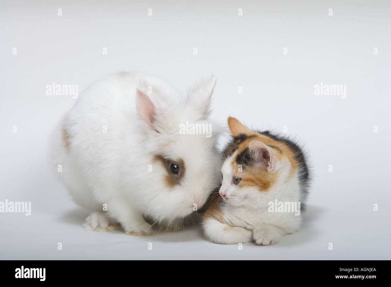 Löwenkopf-Kaninchen und Kätzchen Stockfoto