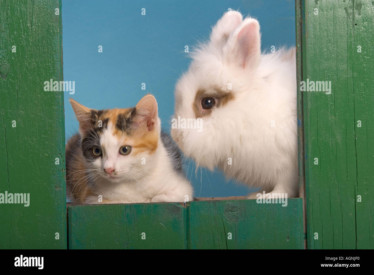 Löwenkopf Kaninchen und Tortoishell Kitten Stockfoto