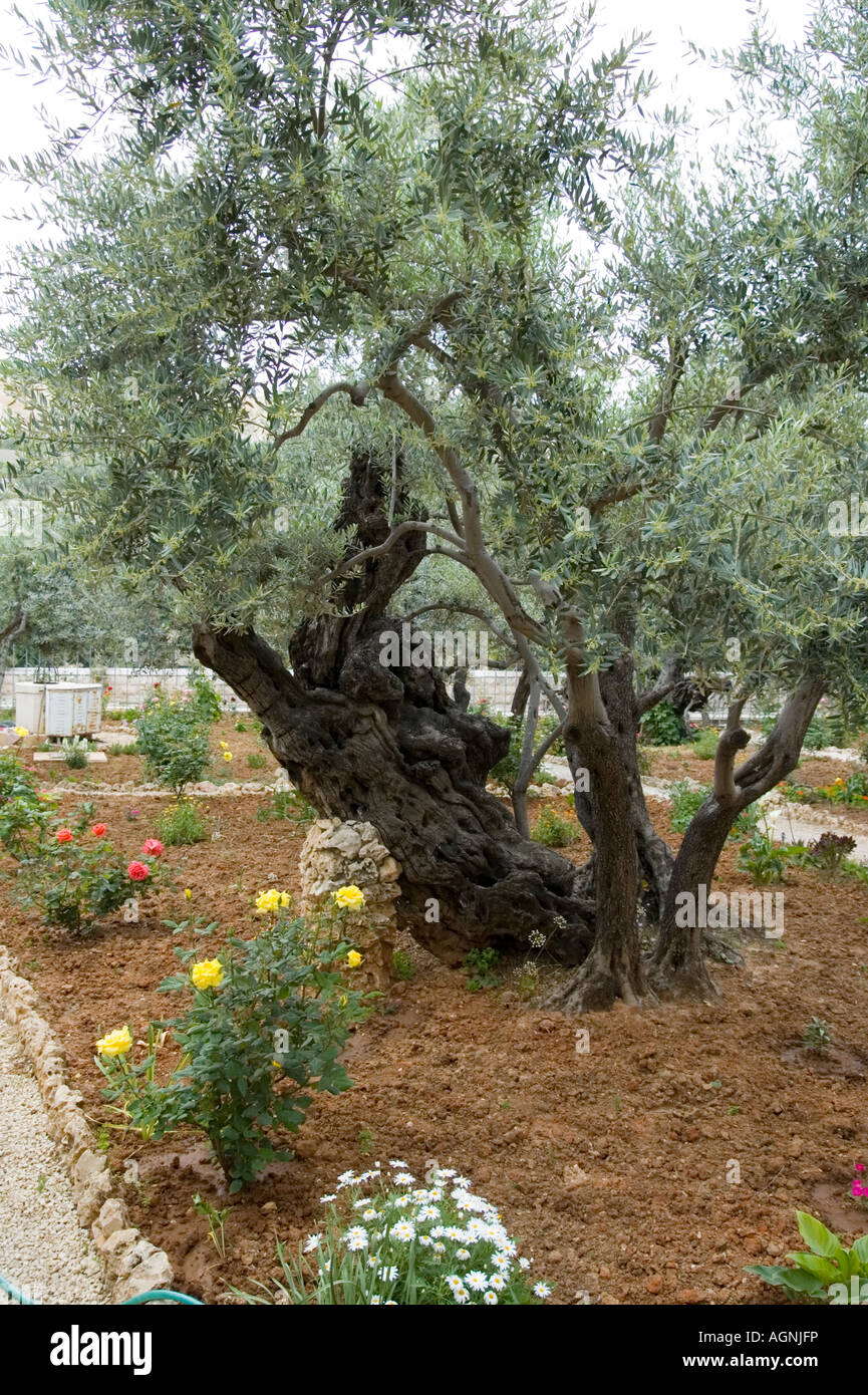 Israel Jerusalem alte Olivenbäume im Garten von Gethsemane auf dem
