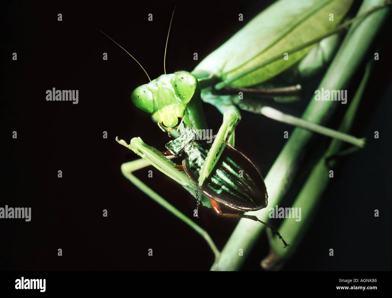 Grüne Gottesanbeterin Mantis Religiosa isst Essen ein Insekt Bit beißen den Kopf aus Griff in seinen vorderen Klauen greifen Stockfoto