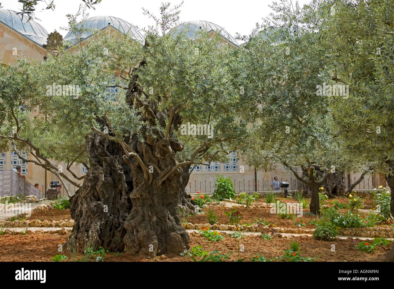 Israel Jerusalem alte Olivenbäume im Garten von Gethsemane auf dem