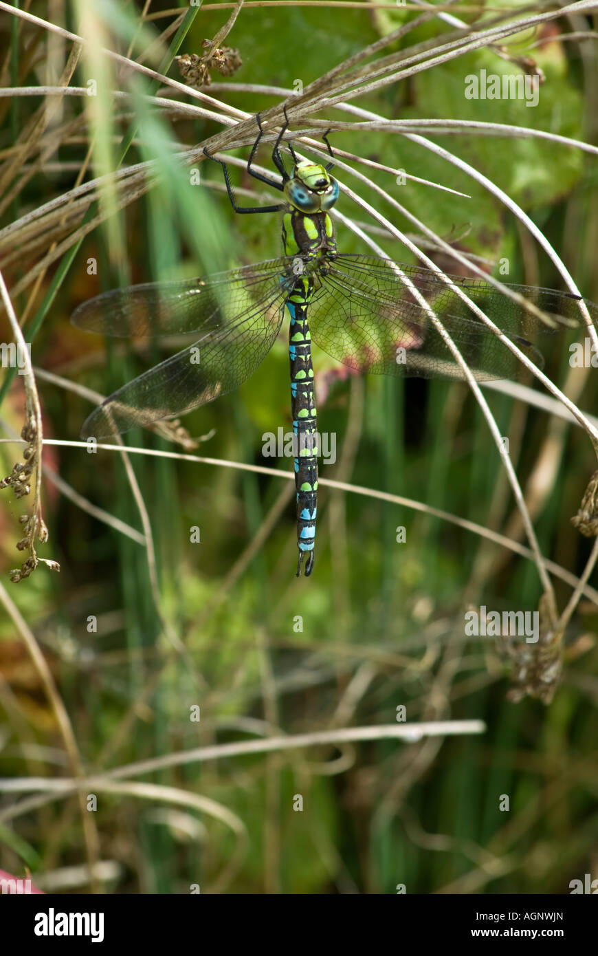 Drachen fliegen Sub-Ordnung Odonata Anisoptera Stockfoto