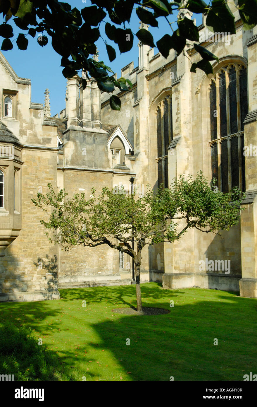 Apfelbaum vor Isaac Newton s ehemaligen Zimmern am Trinity College in Cambridge, England Stockfoto