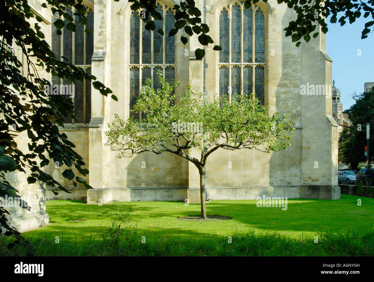 Apfelbaum vor Trinity College in Cambridge, England Stockfoto