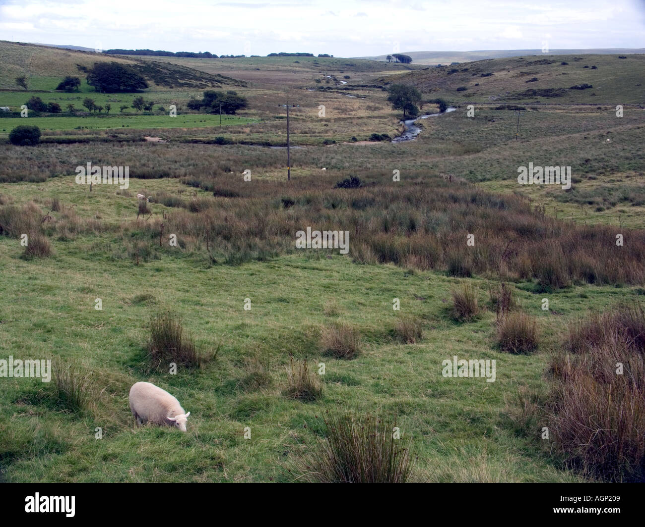 Blackbrook Fluss und West Dart Aue, Dartmoor National Park, Devon, England, UK Stockfoto