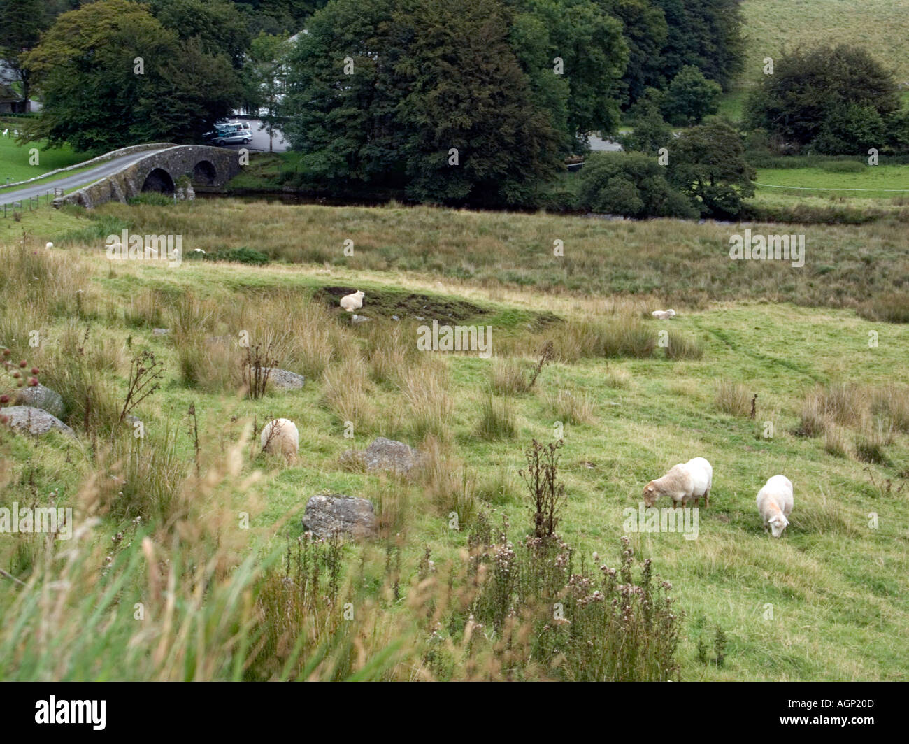 West-Dart River und Schafe auf zwei Brücken Dartmoor Nationalpark Devon England UK English Country Szene Szenen Landschaft des ländlichen Raums Stockfoto