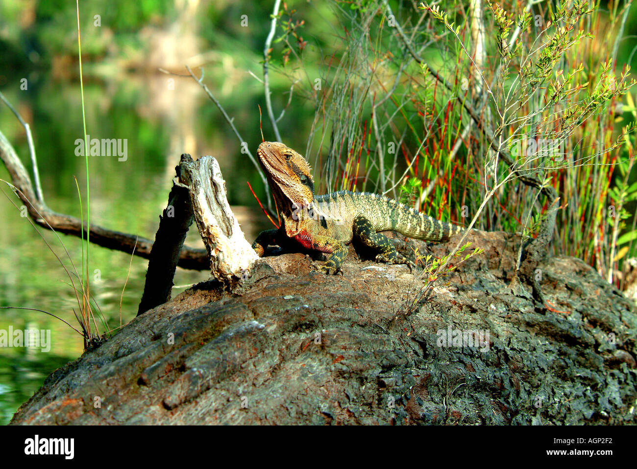 Eidechse, Queensland Australien Stockfoto