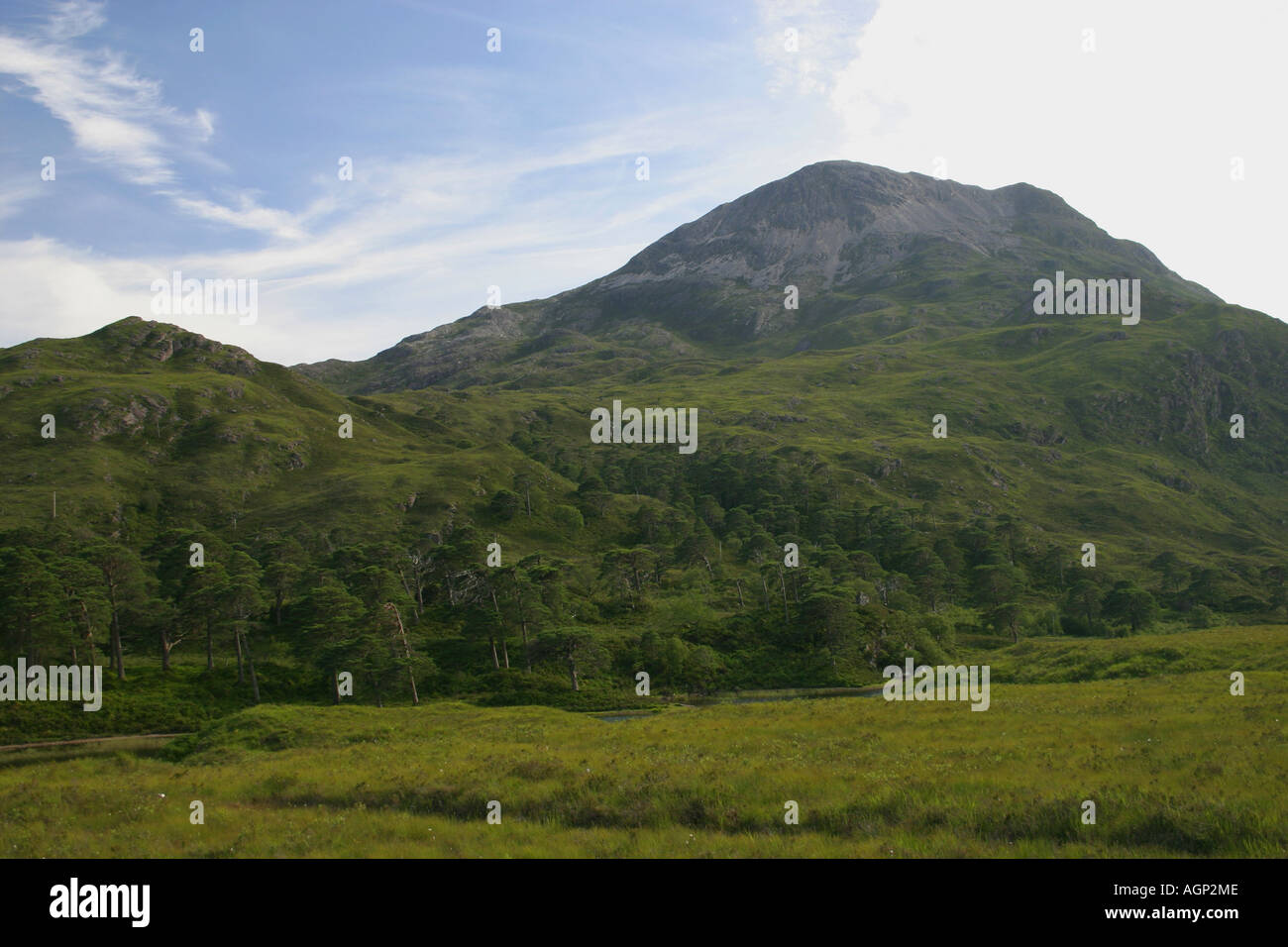 Alten Caledonian Pinienwälder unter Sgurr Dubh im Coulin Wald, nordwestlichen Highlands von Schottland Stockfoto