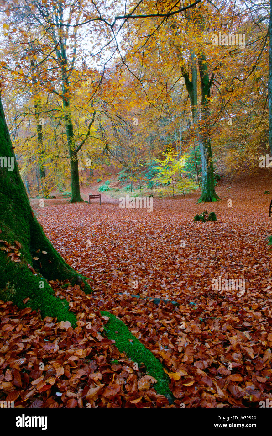 Wald gelb und orange Herbst farbige Blätter lagen auf der Erde mit Moos bedeckten Baumstamm im Vordergrund. Schottland. Stockfoto