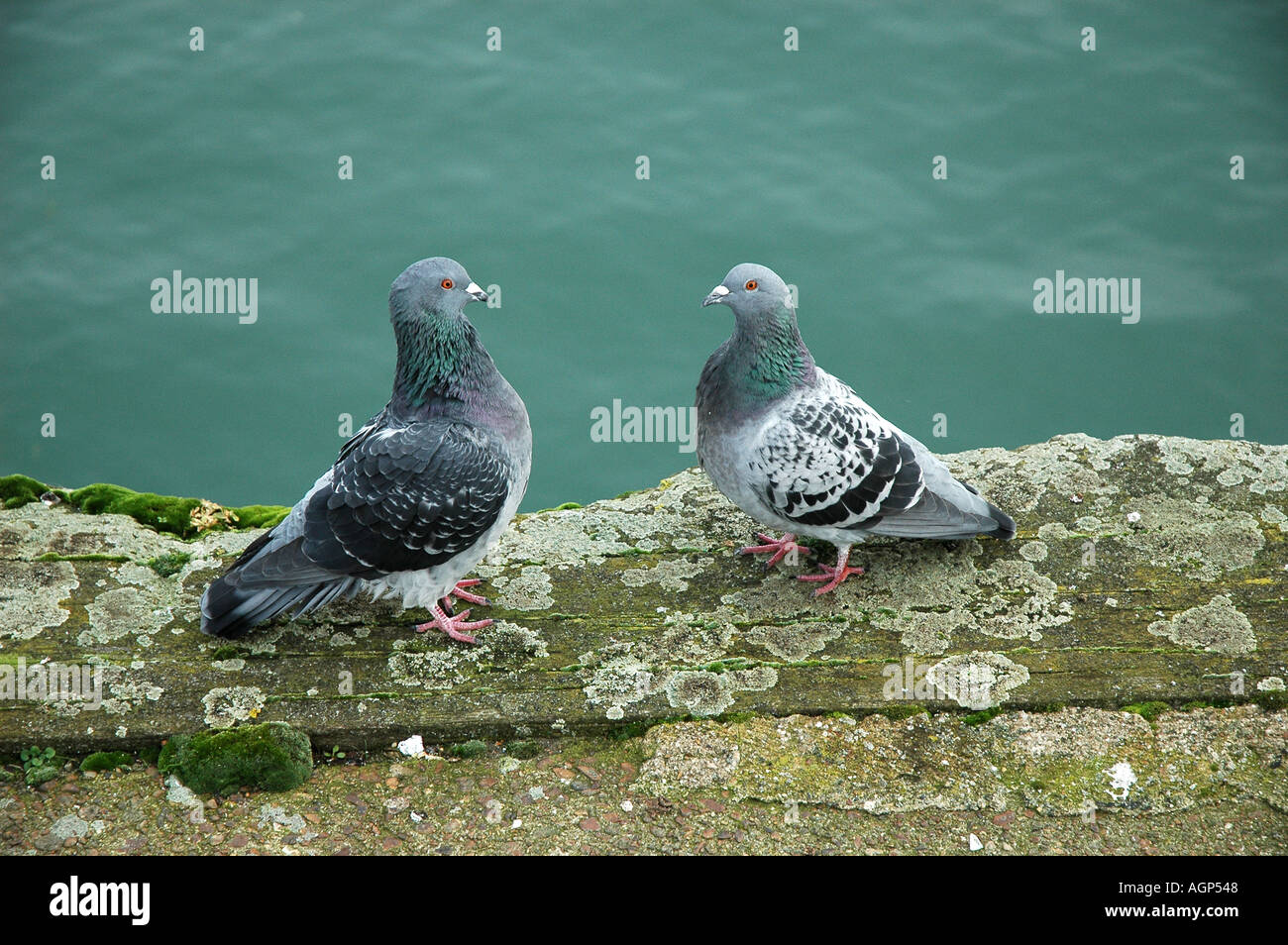 Männliche und weibliche Taube Stockfoto