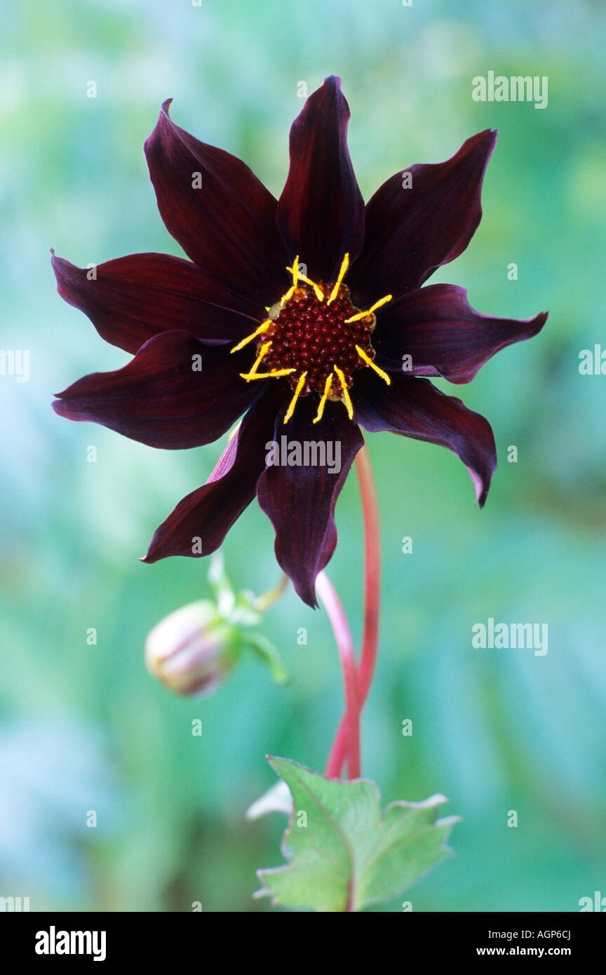 Dahlie "Dark Desire" schwarze Tiefe purpurrote Blume Garten Pflanze Dahlien Stockfoto