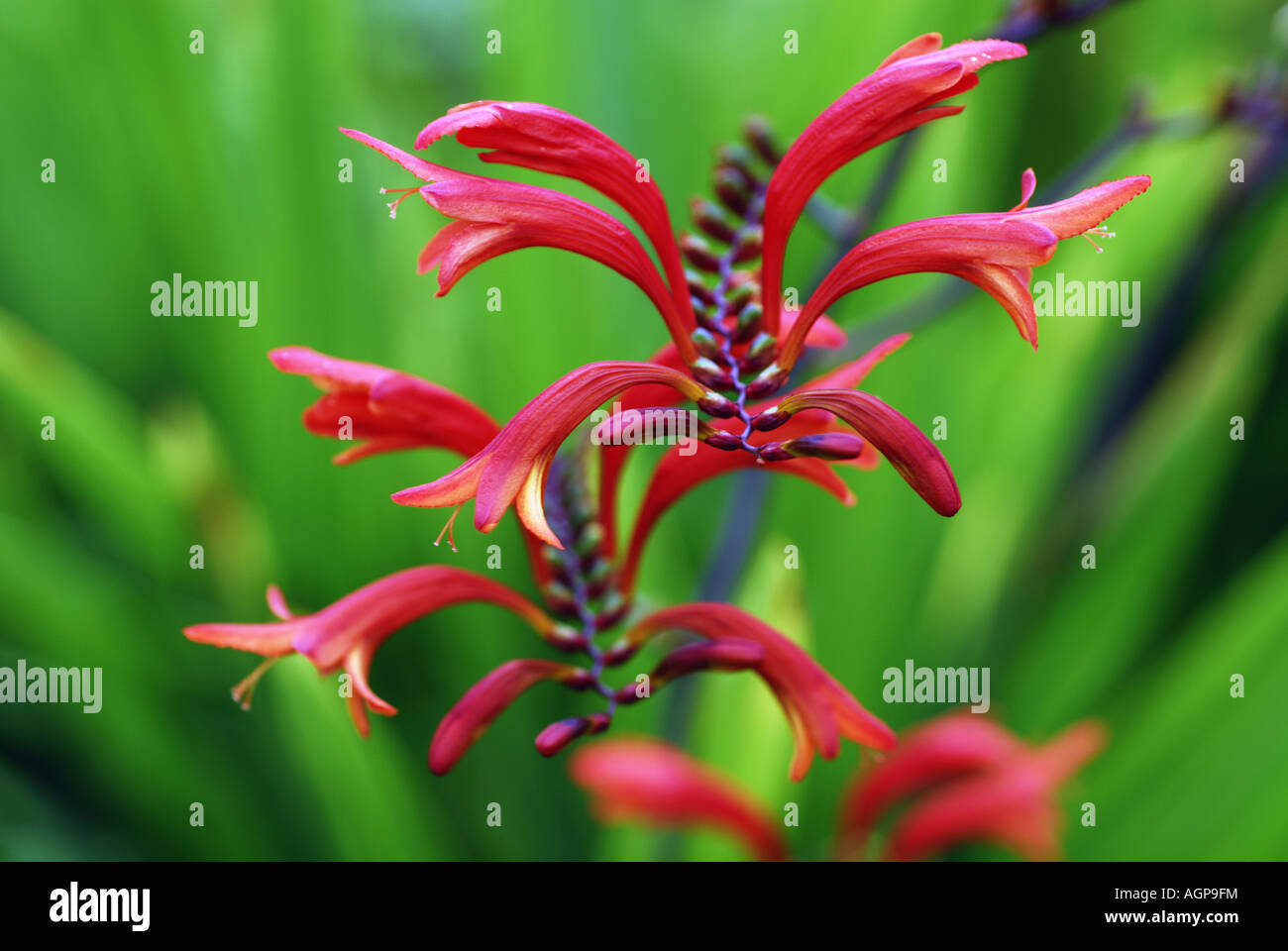 Crocosmia Blumen Hintergrund von grünem Laub. Stockfoto