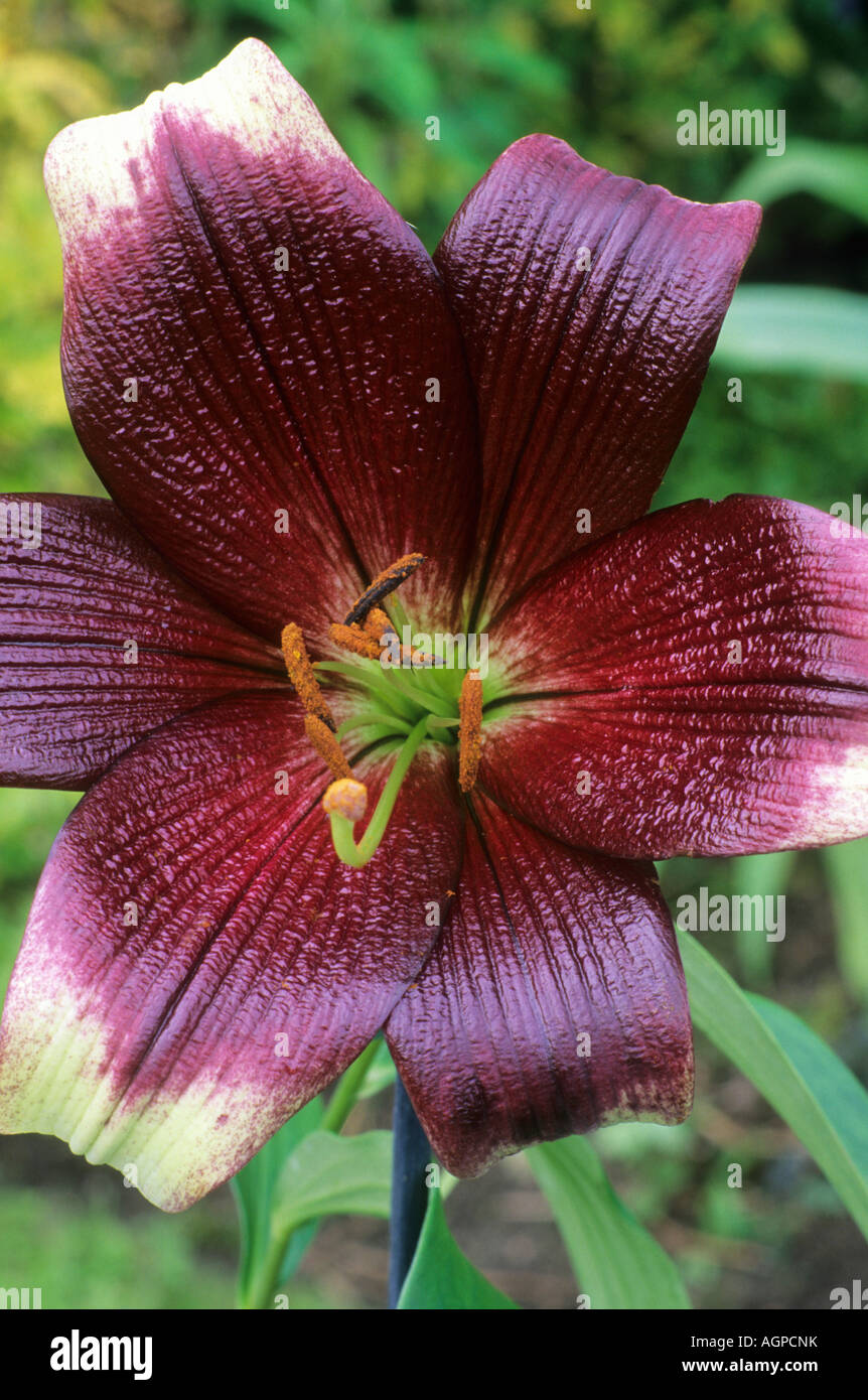 Lilium Nepalense, dunkle rote Blume Garten Pflanze Lilie nepalesischen Lilien Stockfoto