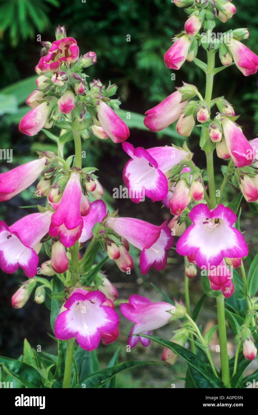"Pensham Laura", rosa weiße Blume Garten Pflanzenzucht Bartfaden Penstemon Stockfoto