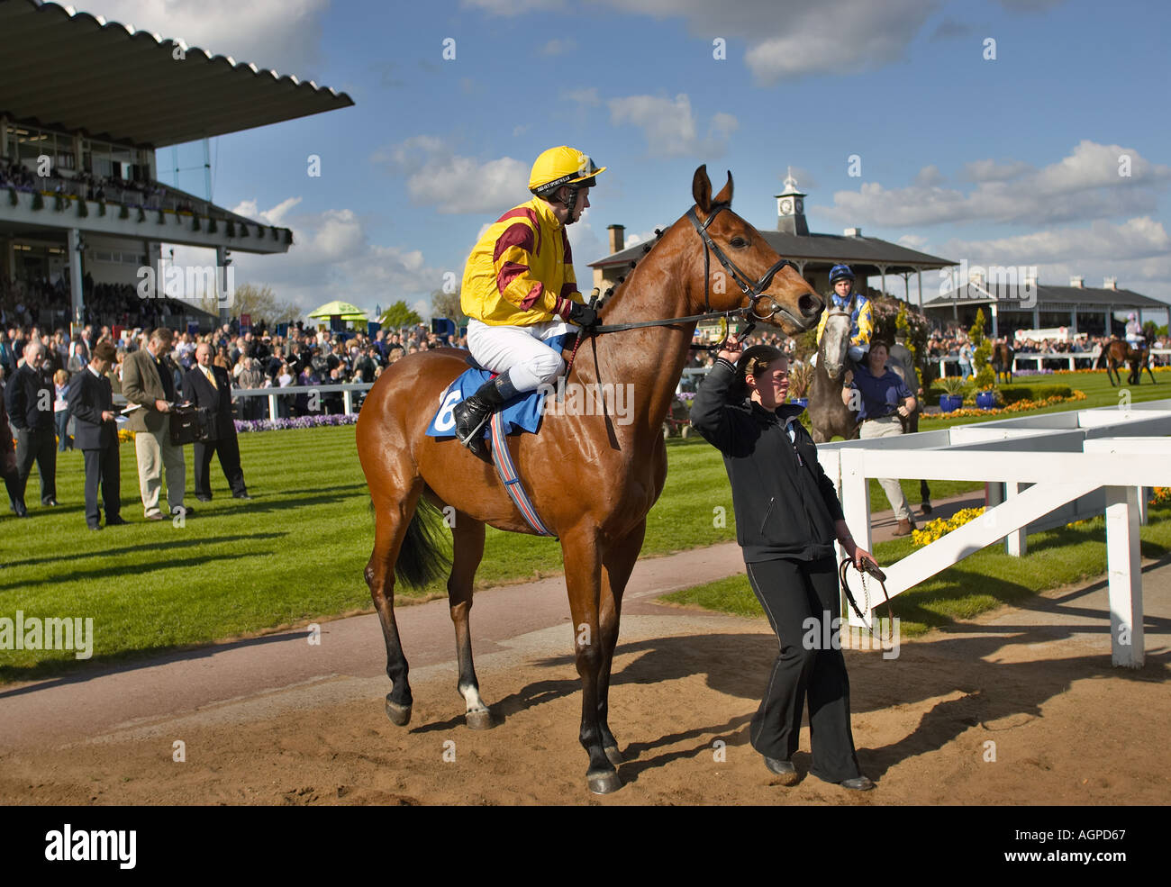 Rennpferd, geführt, um die Parade-Ring an der Doncaster Racecourse Yorkshire England UK Stockfoto