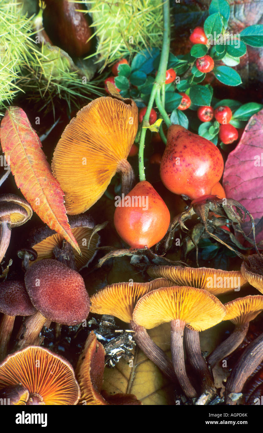 Herbstliche Stillleben Beeren Pilz Stockfoto